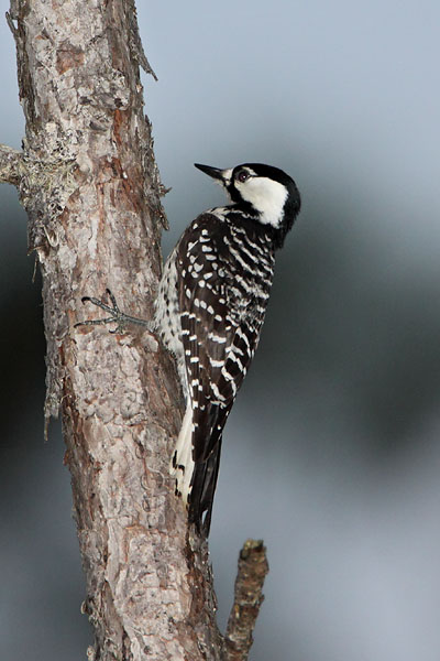 Red-cockaded Woodpecker © Russ Chantler